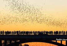 Bats Across Texas