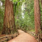 Henry Cowell Redwoods State Park
