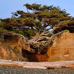 Tree of Life