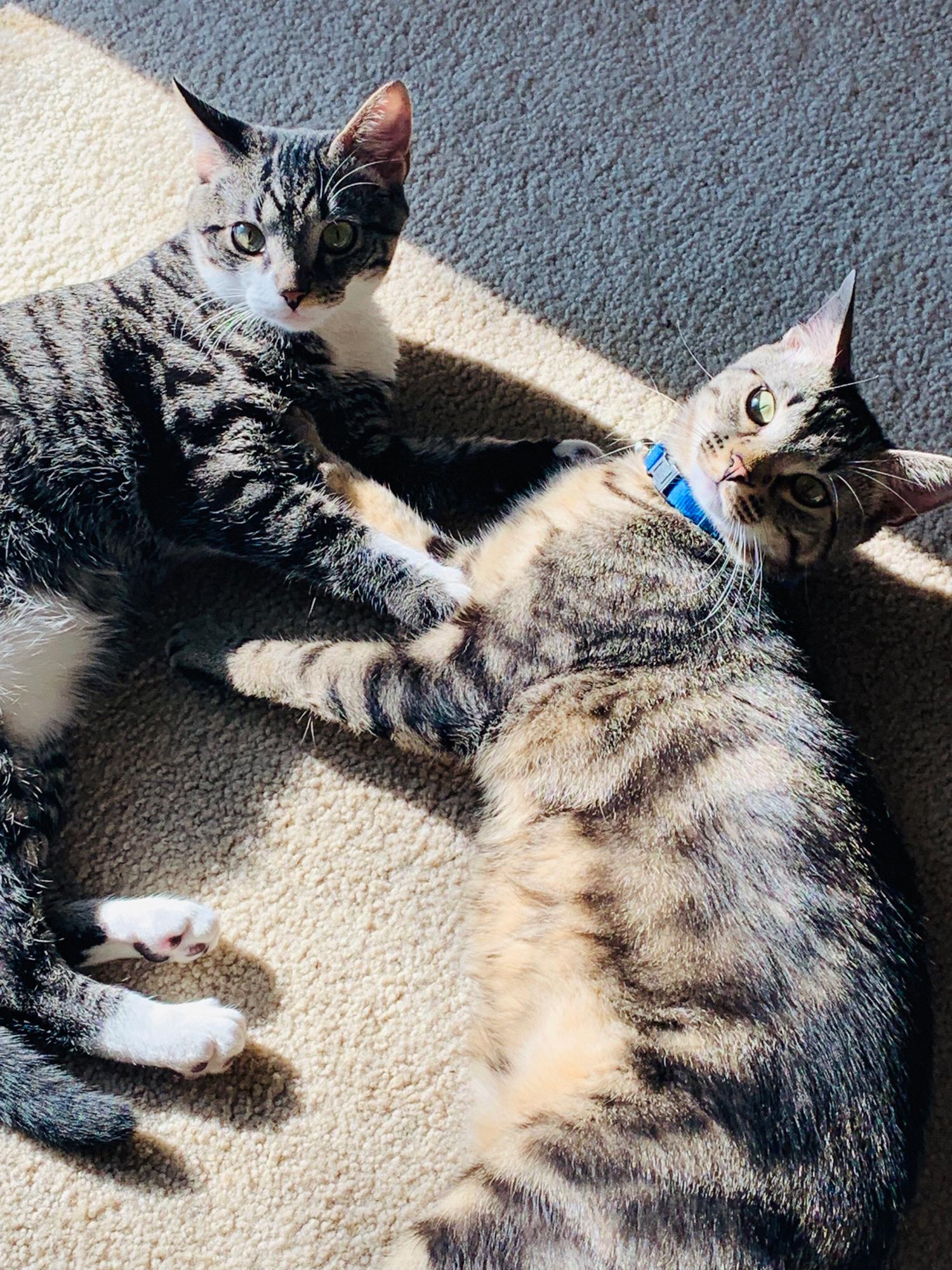 Simba and Shadow