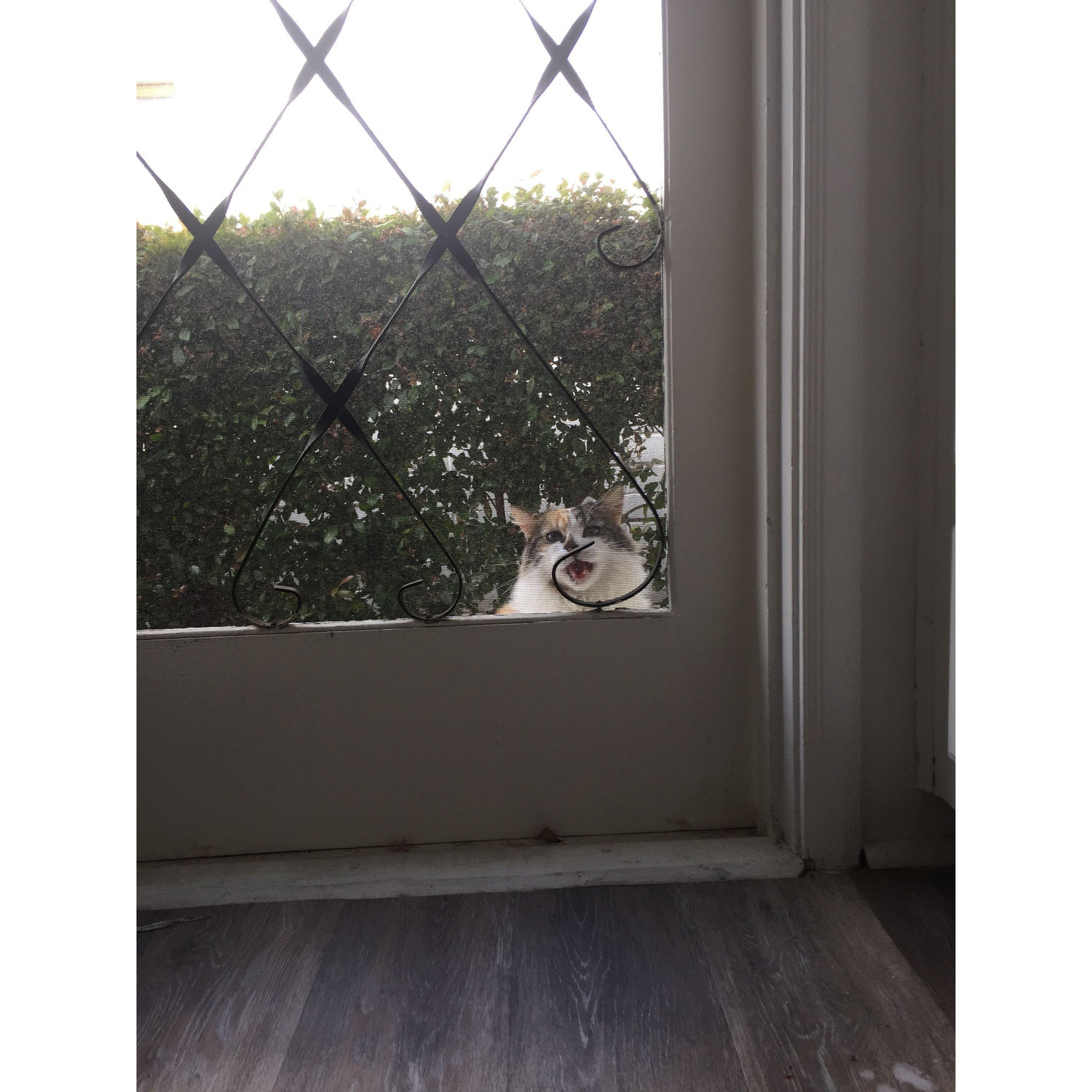 Sasha in her usual spot, crying for us to let her in🥹