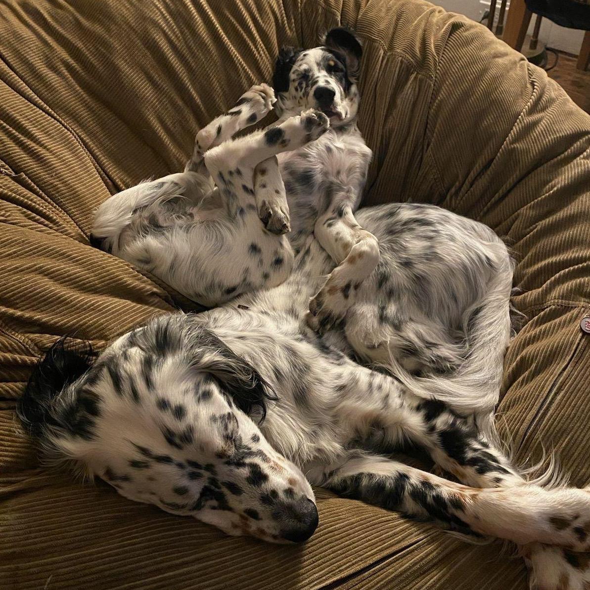Silly sleepy pups