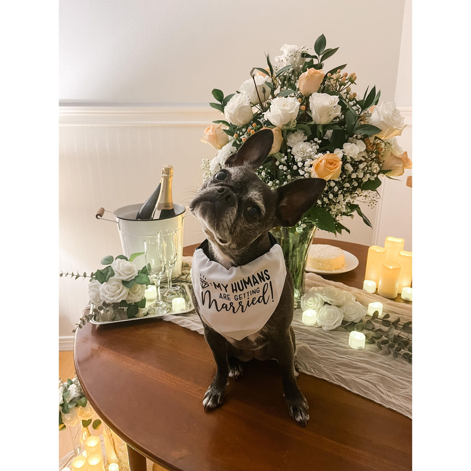 April 3rd 2023: The true queen of the  day! Of course Bella was a part of our proposal story!