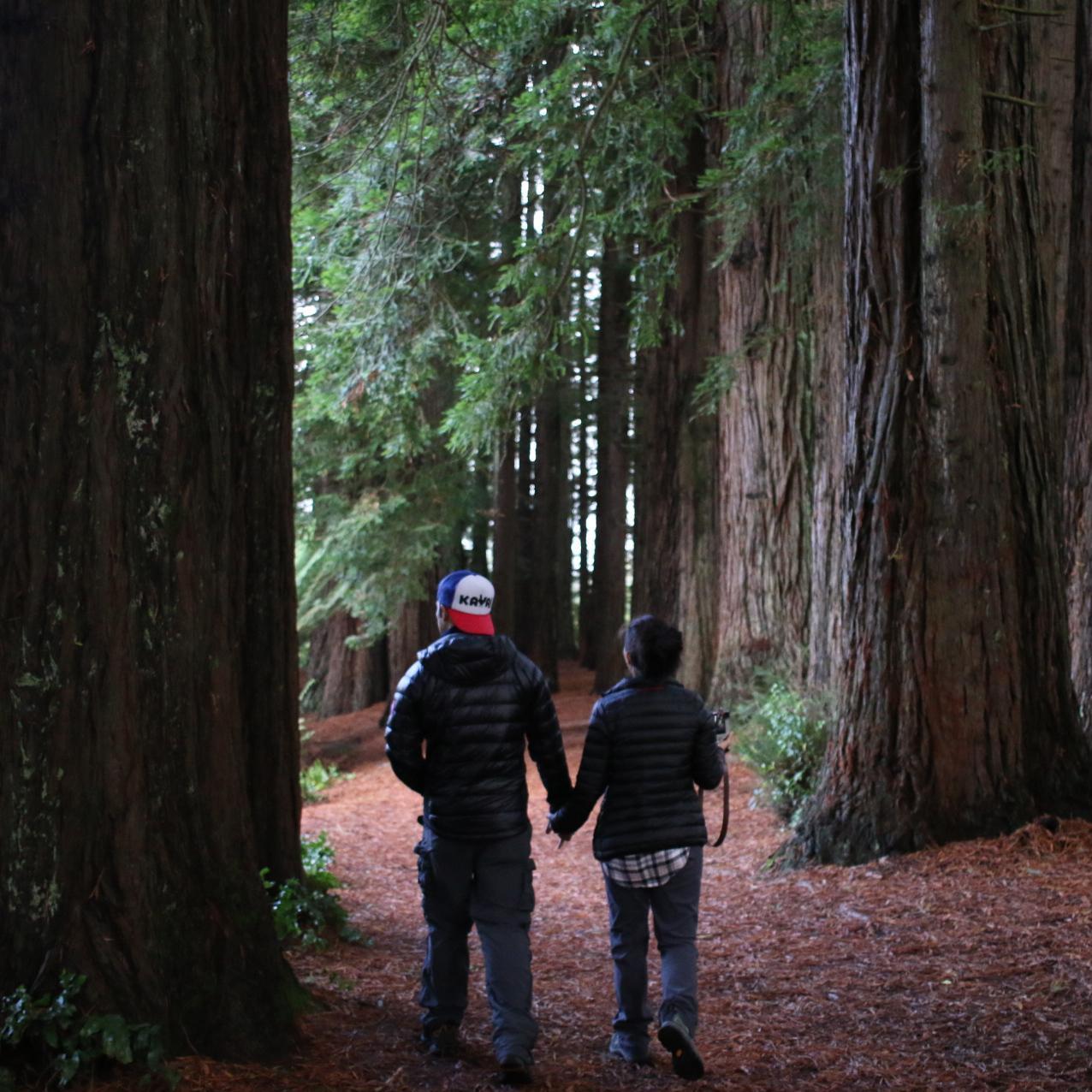 a walk in the forest