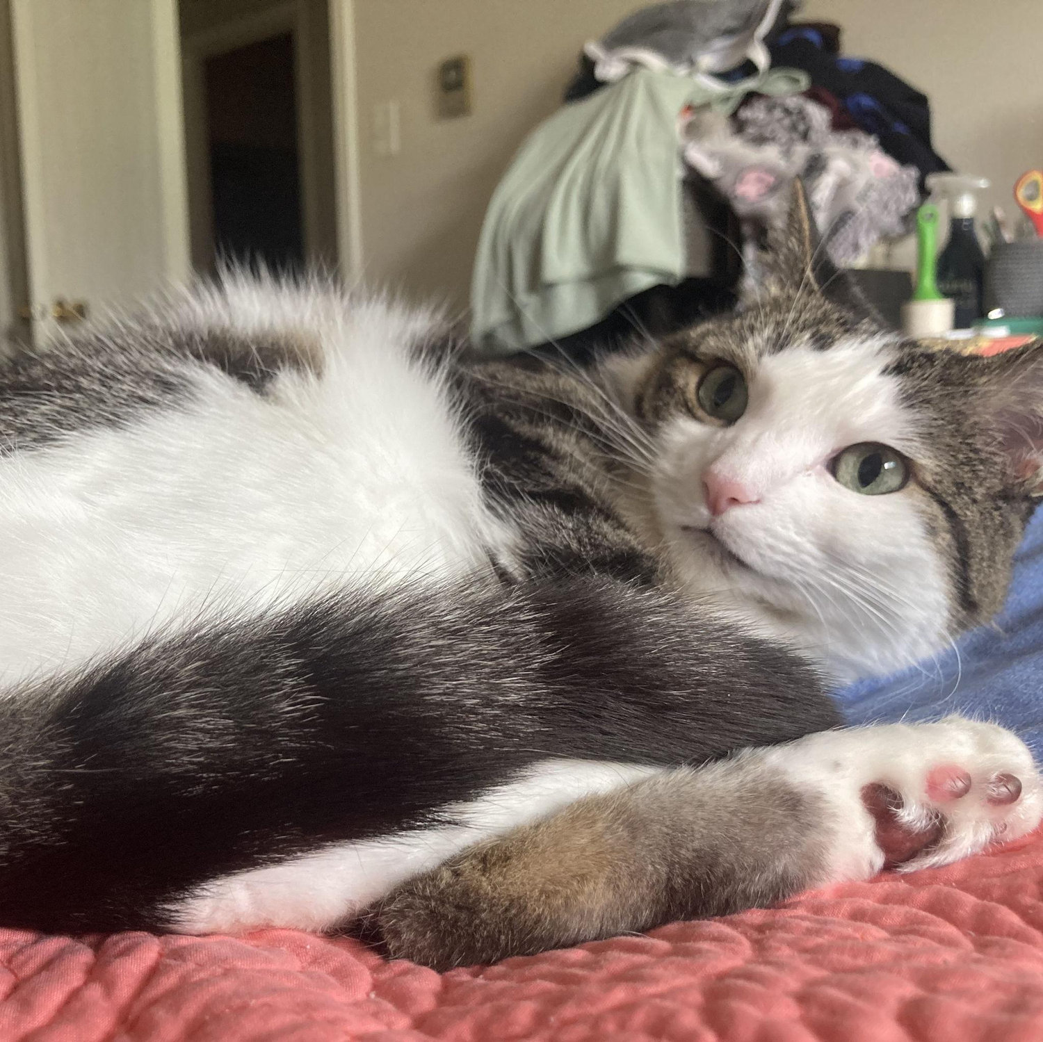 Derp Eloise