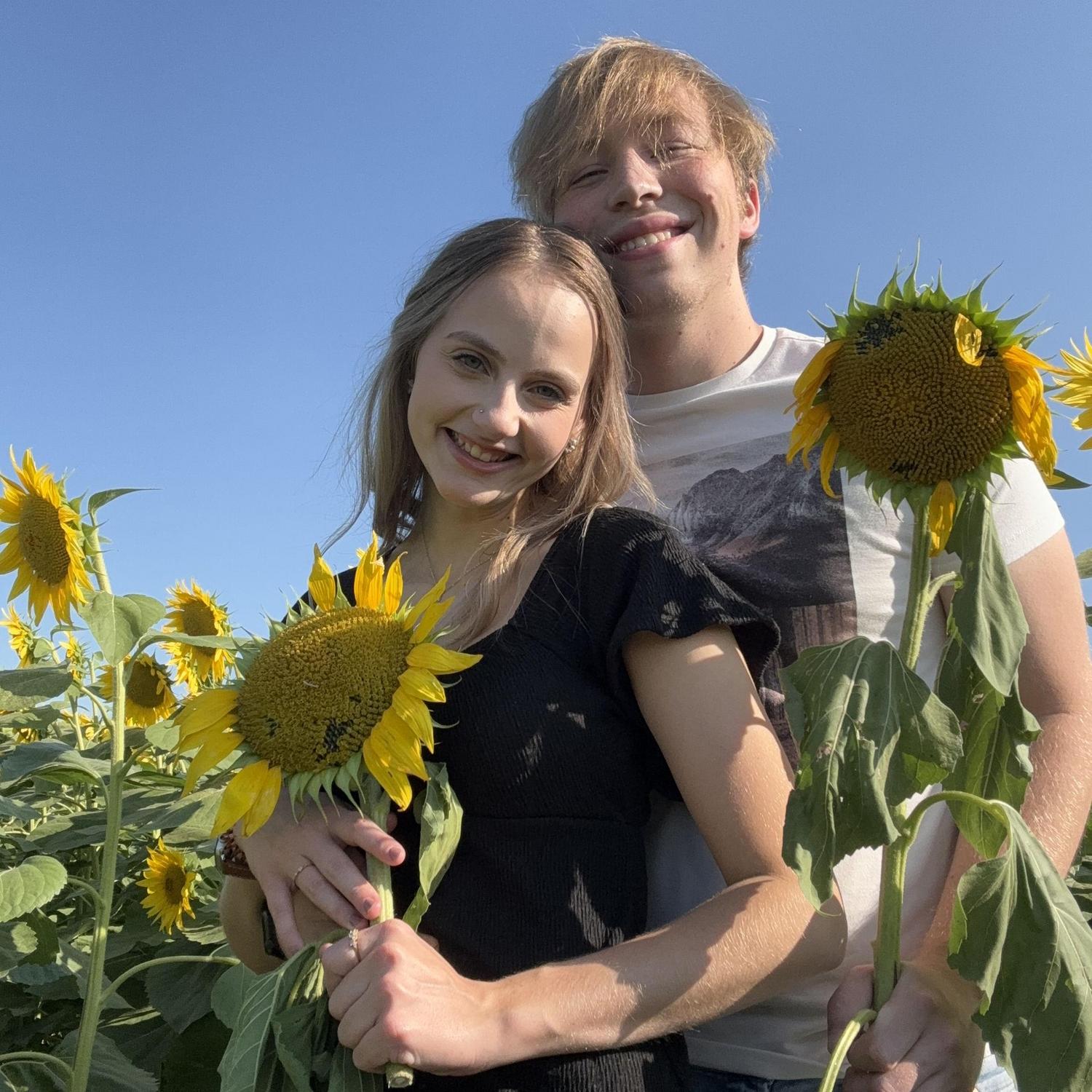 Sunflowers 2024