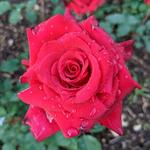Brooklyn Botanic Garden
