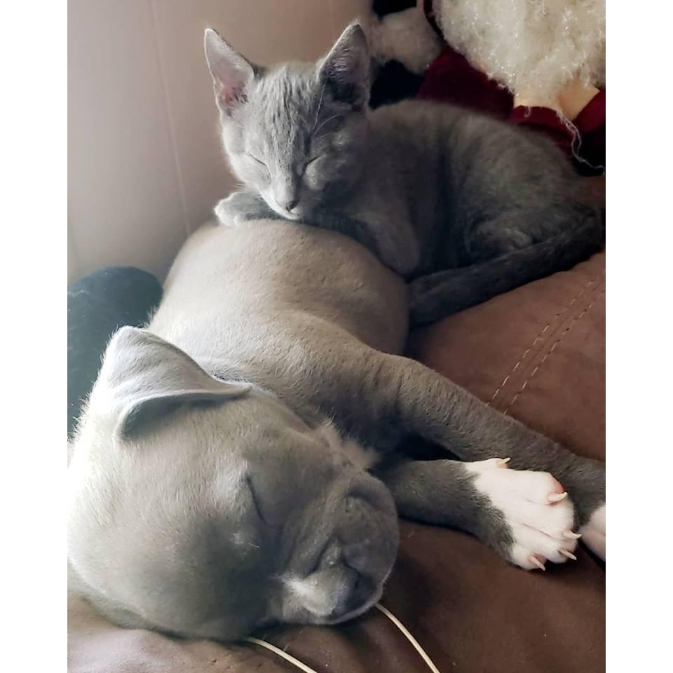 Our Fur Babies!