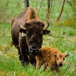 Virginia Bison Company @ Cibola Farms