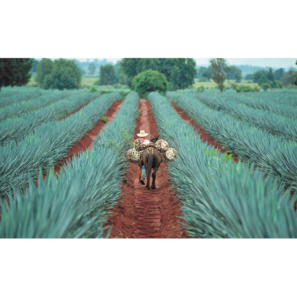 Tequila, need we say more?