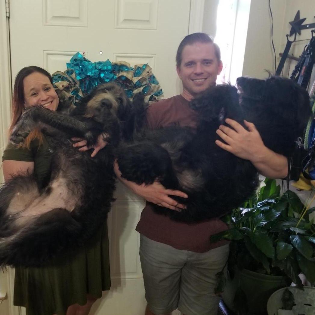 On February 16, 2019, we adopted two Shepadoodle puppies! Noctis and Luna have made our lives eventful!