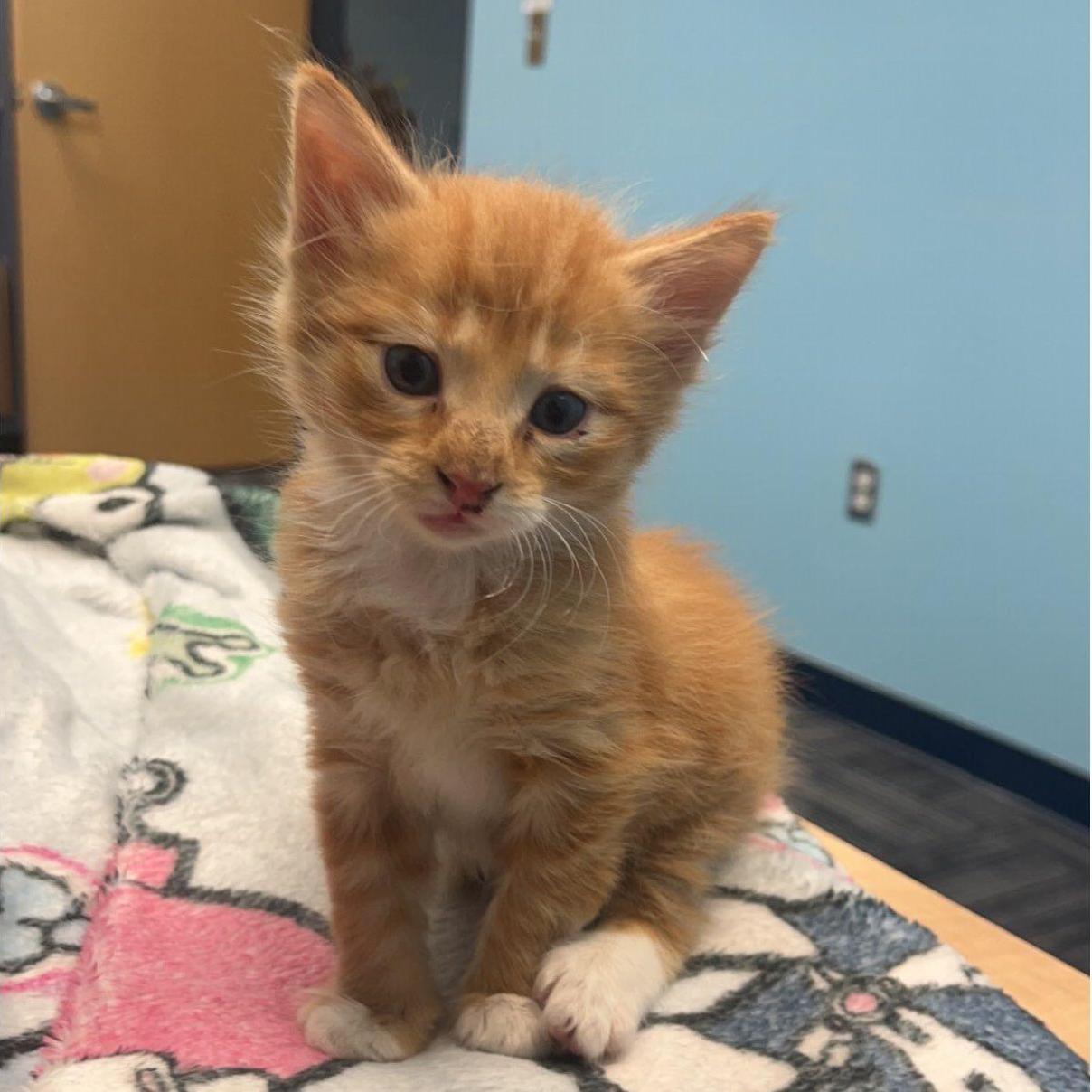 Rescued Rigatoni (Toni)! (5/26/23)