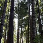 Sequoia National Park