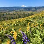 Memaloose State Park