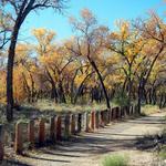 Bosque Trail