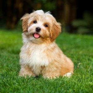 havanese puppy (card fees)