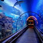 Shark Reef Aquarium at Mandalay Bay