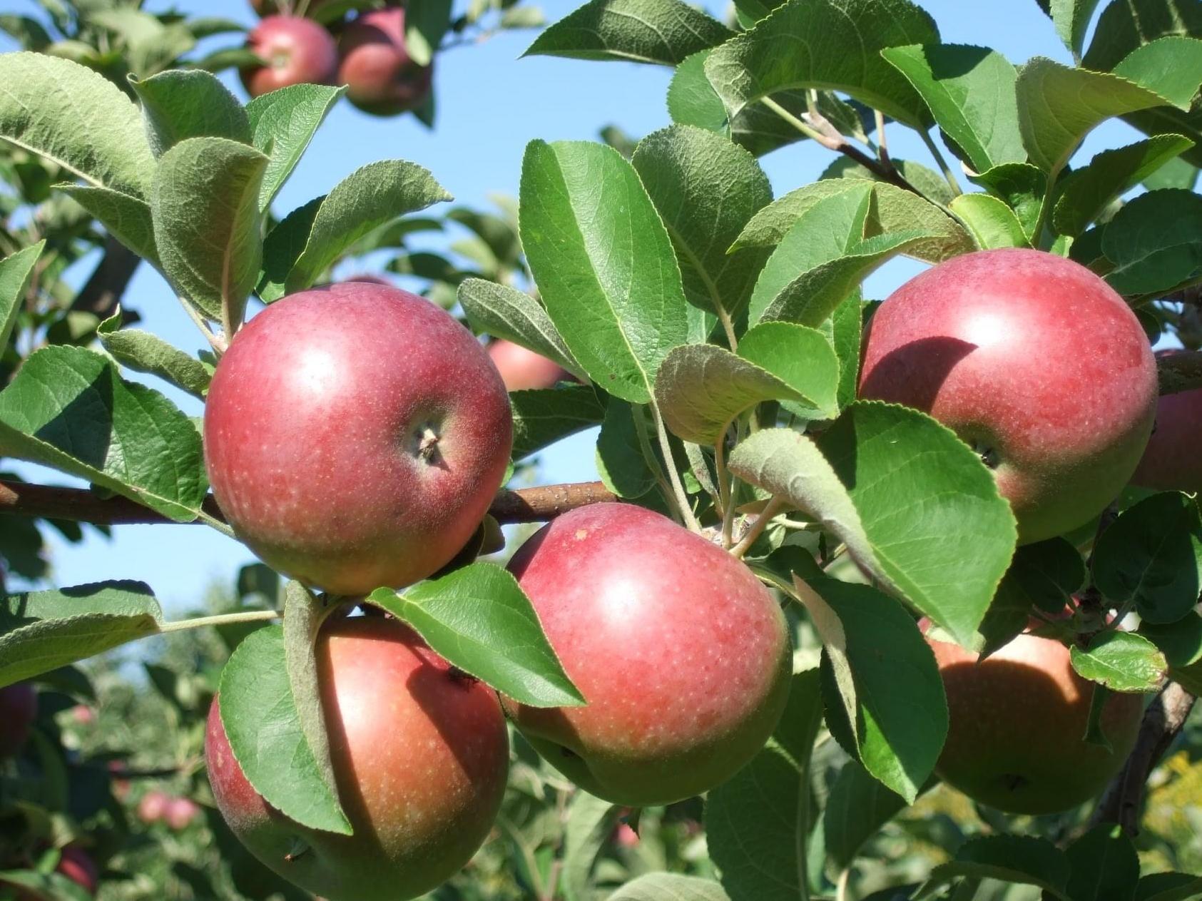 The Wedding Website of Chelsea Tussing and Thomas Shepherd