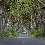 The Dark Hedges