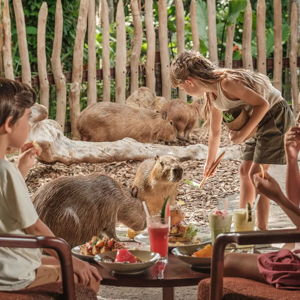 Honeymoon - Brunch with Capybaras
