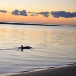 Seabrook Island Beaches - Pelican Beach & North Beach