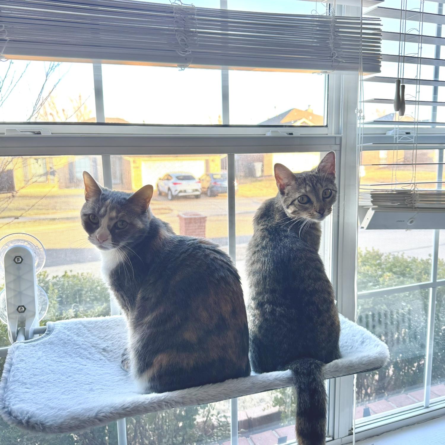 Our fur babies, Ruby & Omen.
