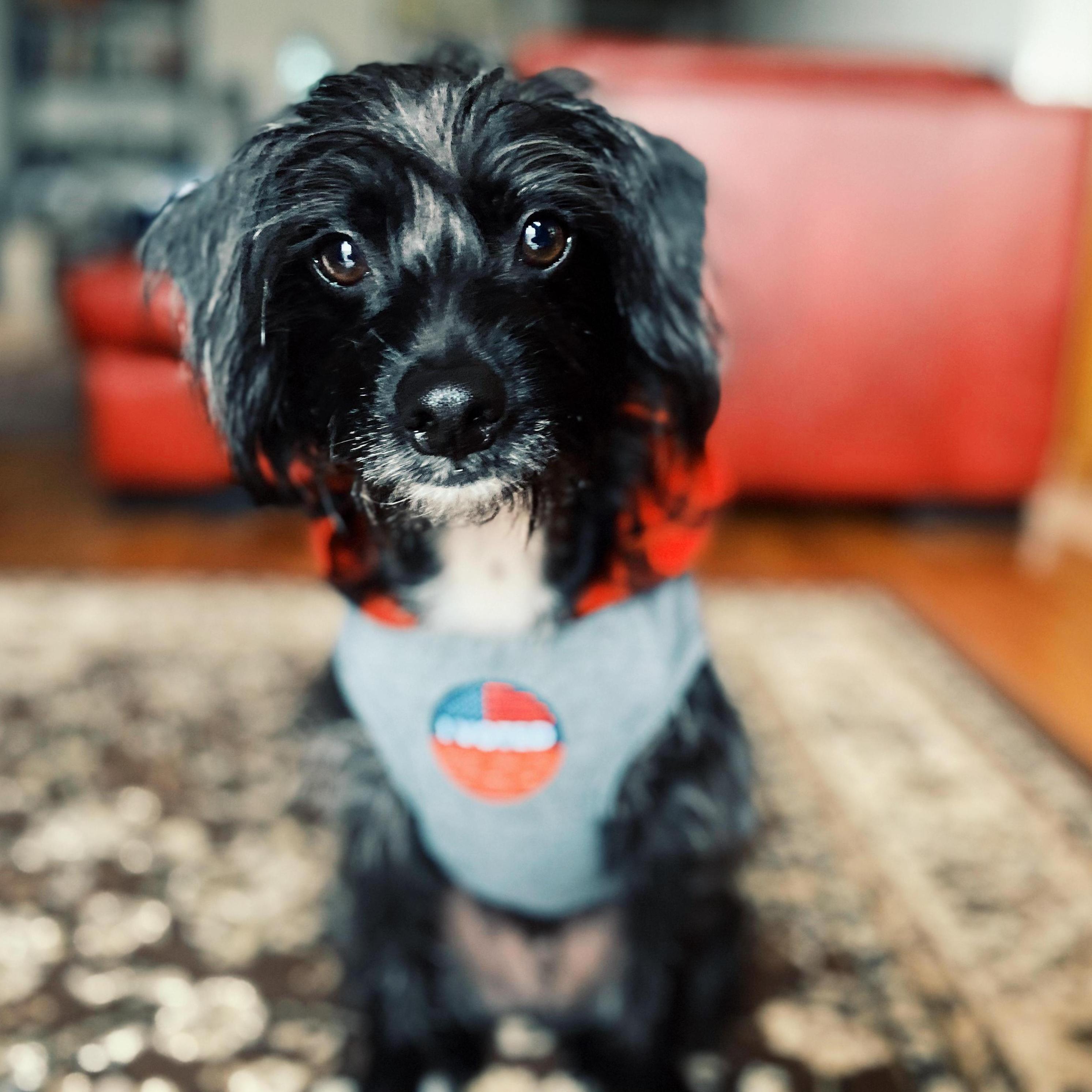More photos of doggo than of us, naturally.