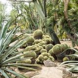 Moorten Botanical Garden