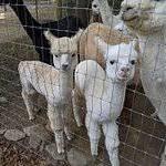 Cedar Creek Alpacas