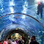 Audubon Aquarium of the Americas