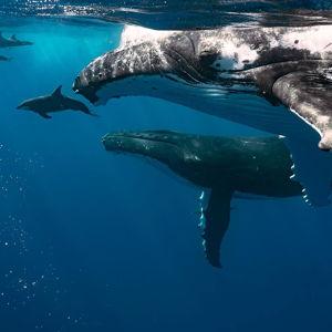 Humpback whale tour in Moorea