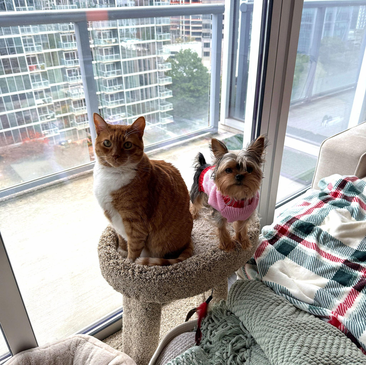 The One With Emmie & Tango