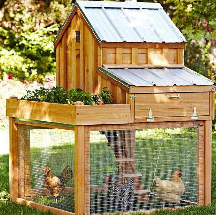 Chicken Coop Fund