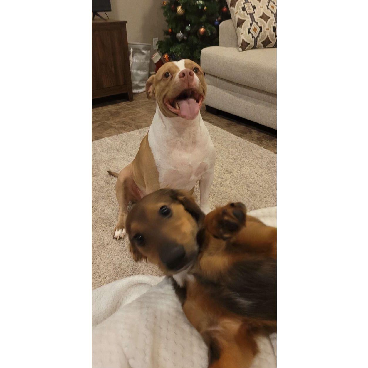 Our two boys, Oakely & Skippy