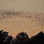 Austin Bat Tours