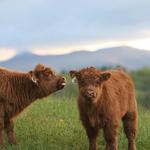 Happy Hens & Highlands Farm