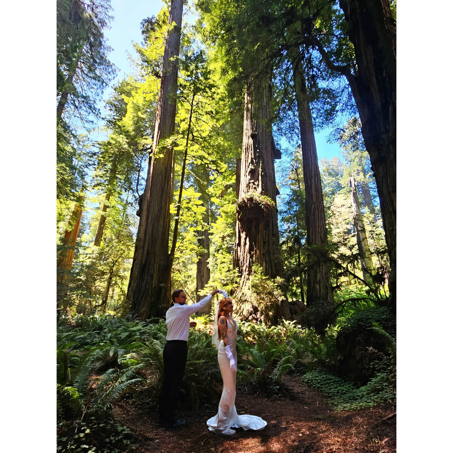Red Woods