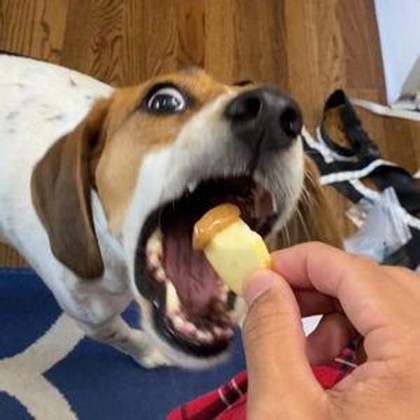 Year's supply of treats for Sadie