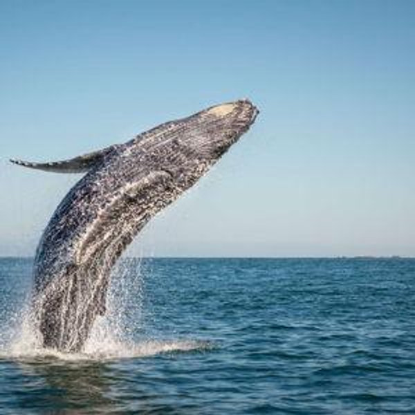 Whale Watching in Bora Bora