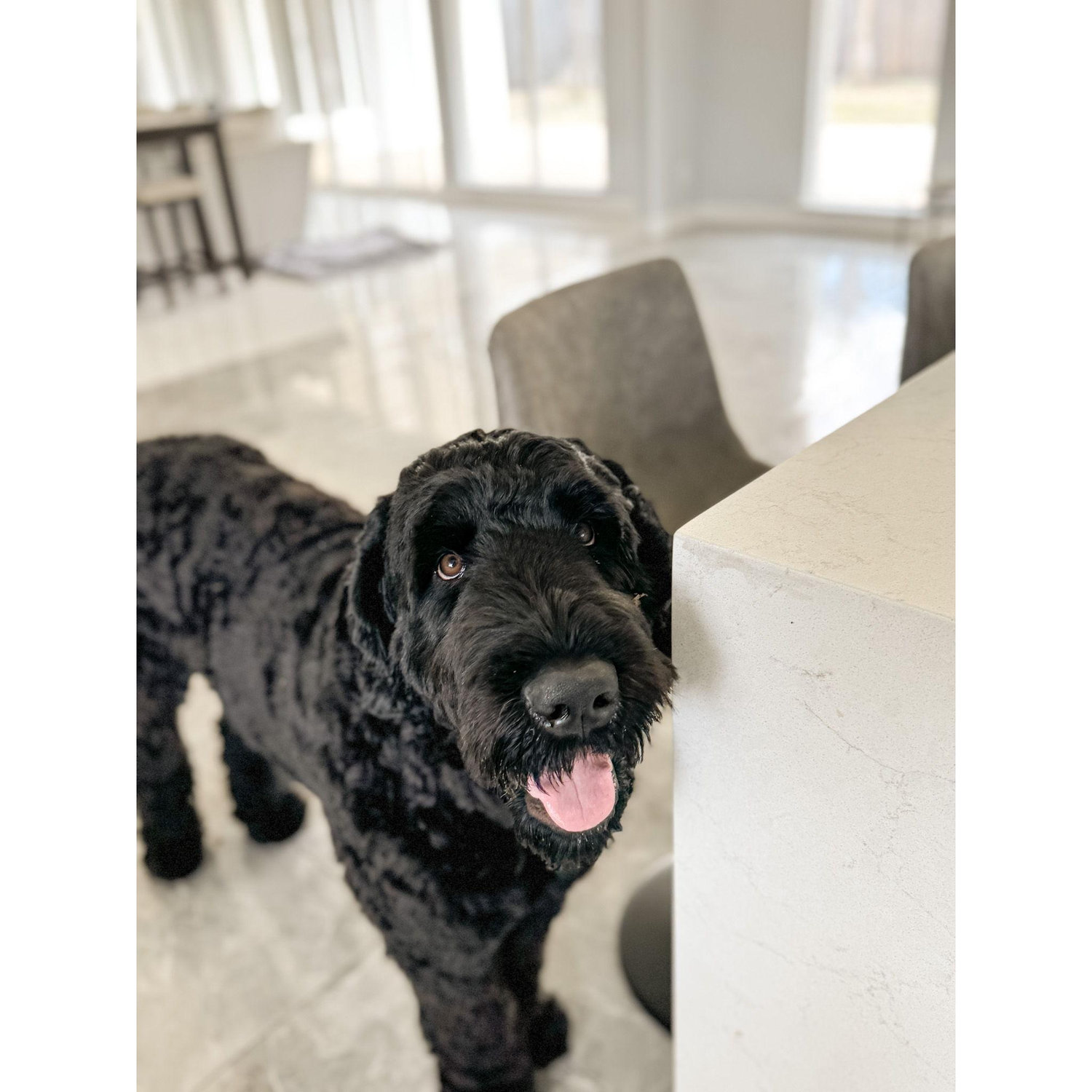 Our sweet 1 year old dog, Bear