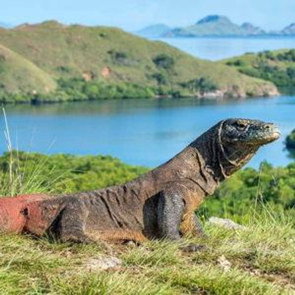Tour of Komodo Island!