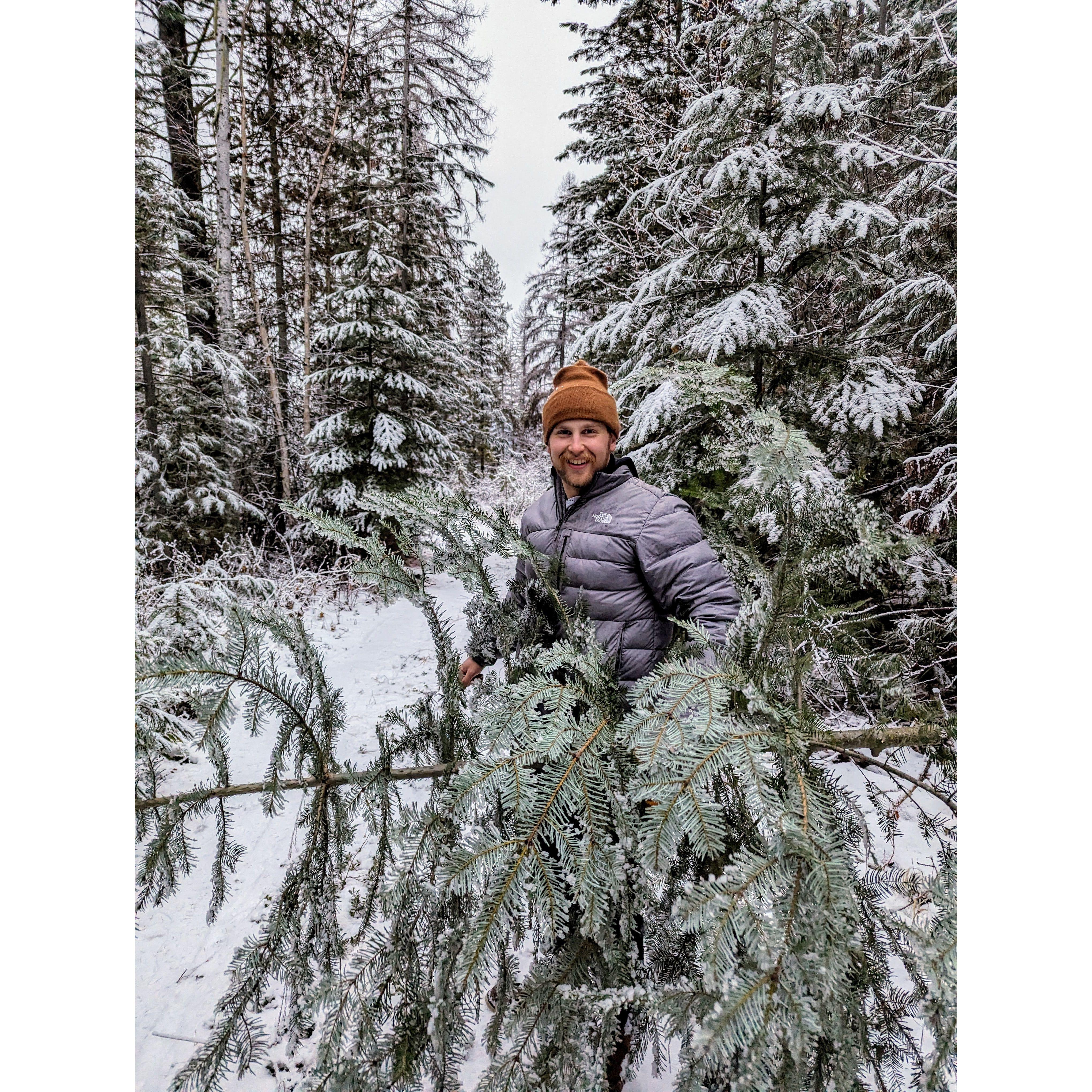 Our first Christmas tree copped down by Aaron.