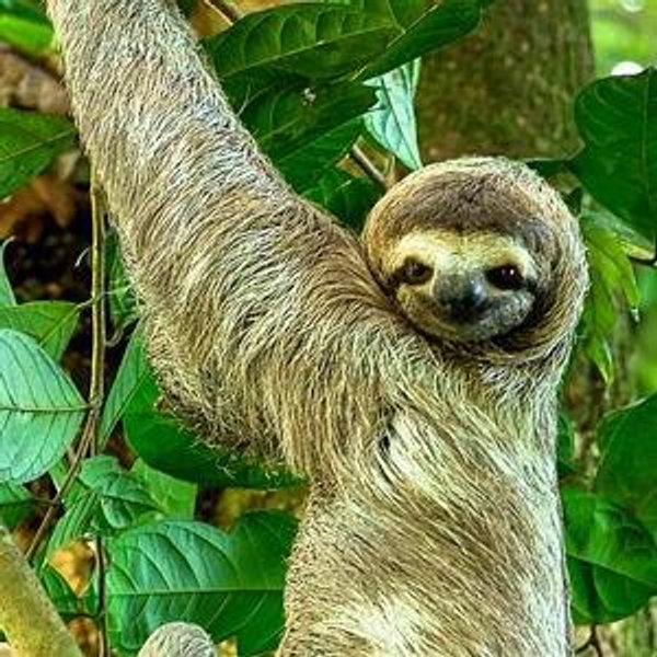 Manuel Antonio wildlife tour