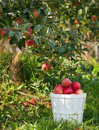 Pollinator Pack Honeycrisp™ Apple Tree and Fuji Apple Tree