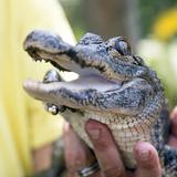 Arkansas Alligator Farm & Petting Zoo