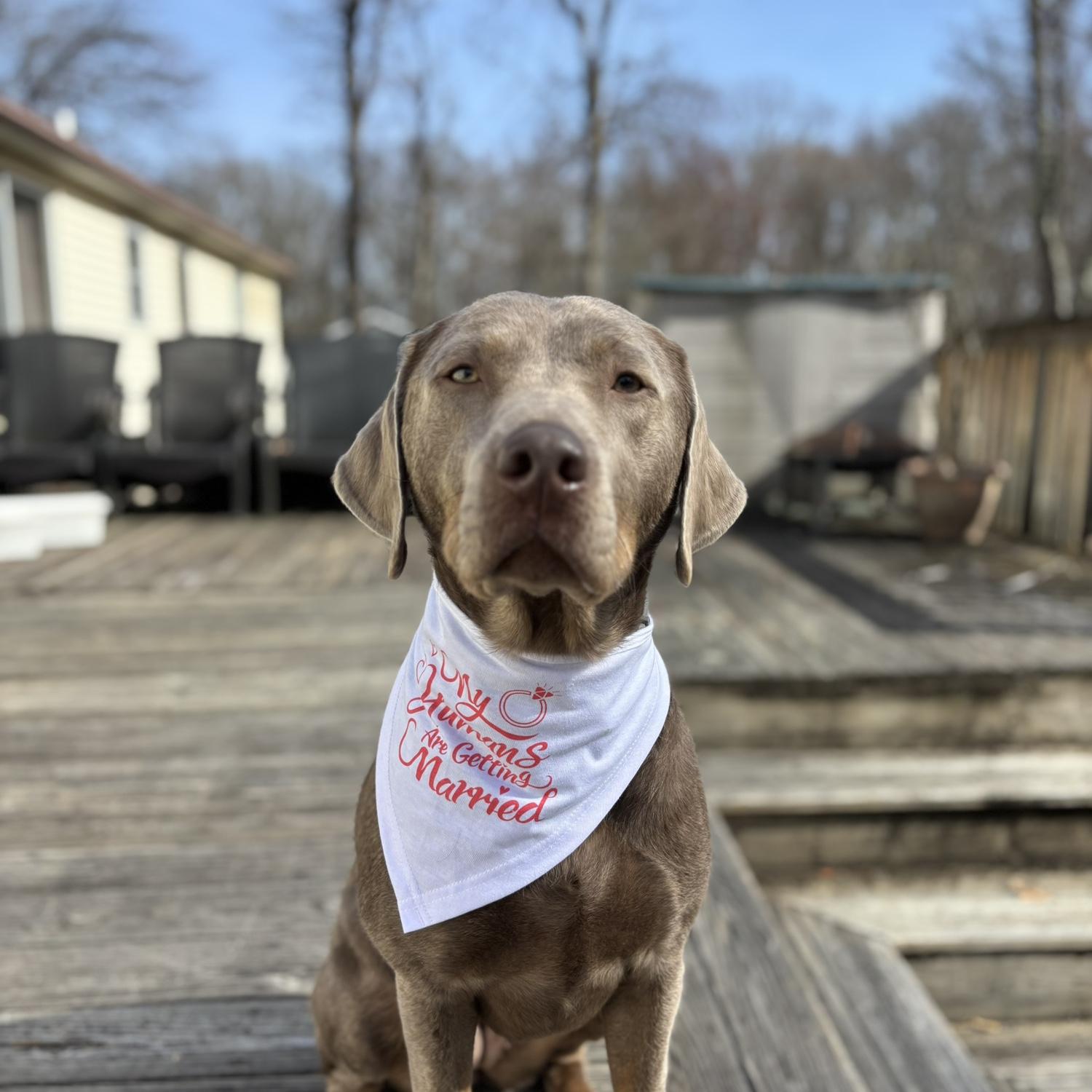 Ellie girl