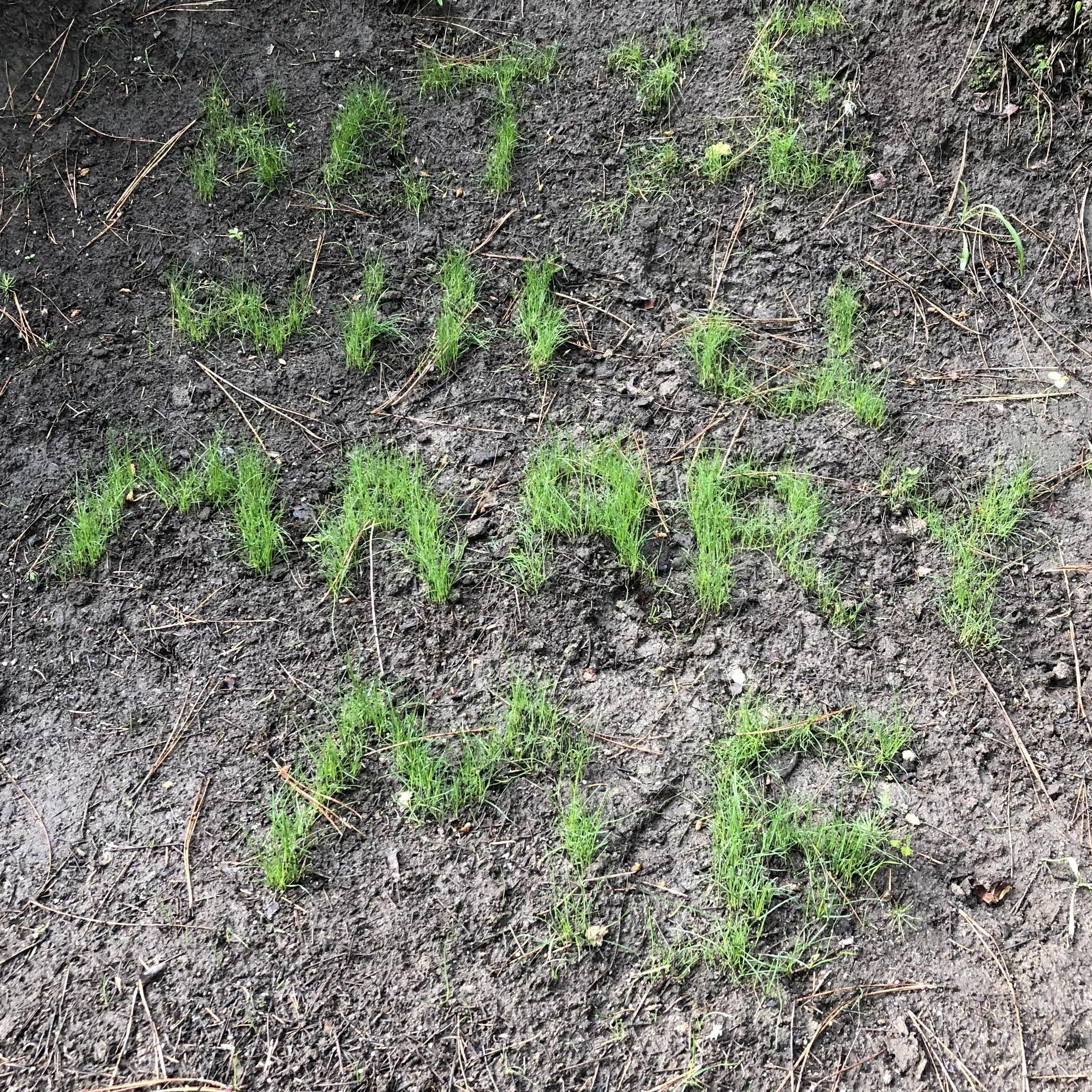 Todd surprised me by asking me to marry him last Memorial Day. He planted grass on the trail behind our cabin. As we walked up the trail I came around the bend and I saw this.
