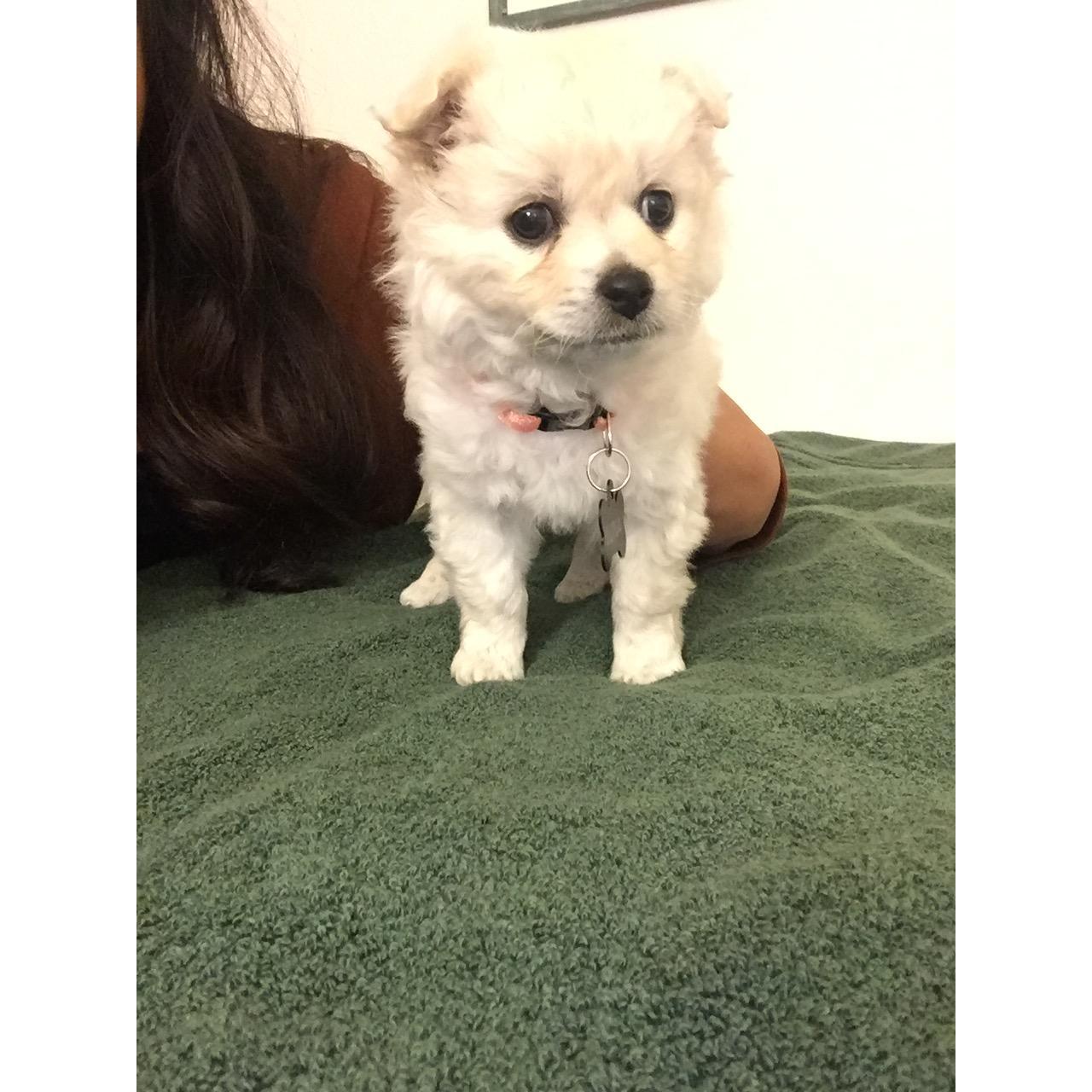 2018 - We welcomed our Luna!