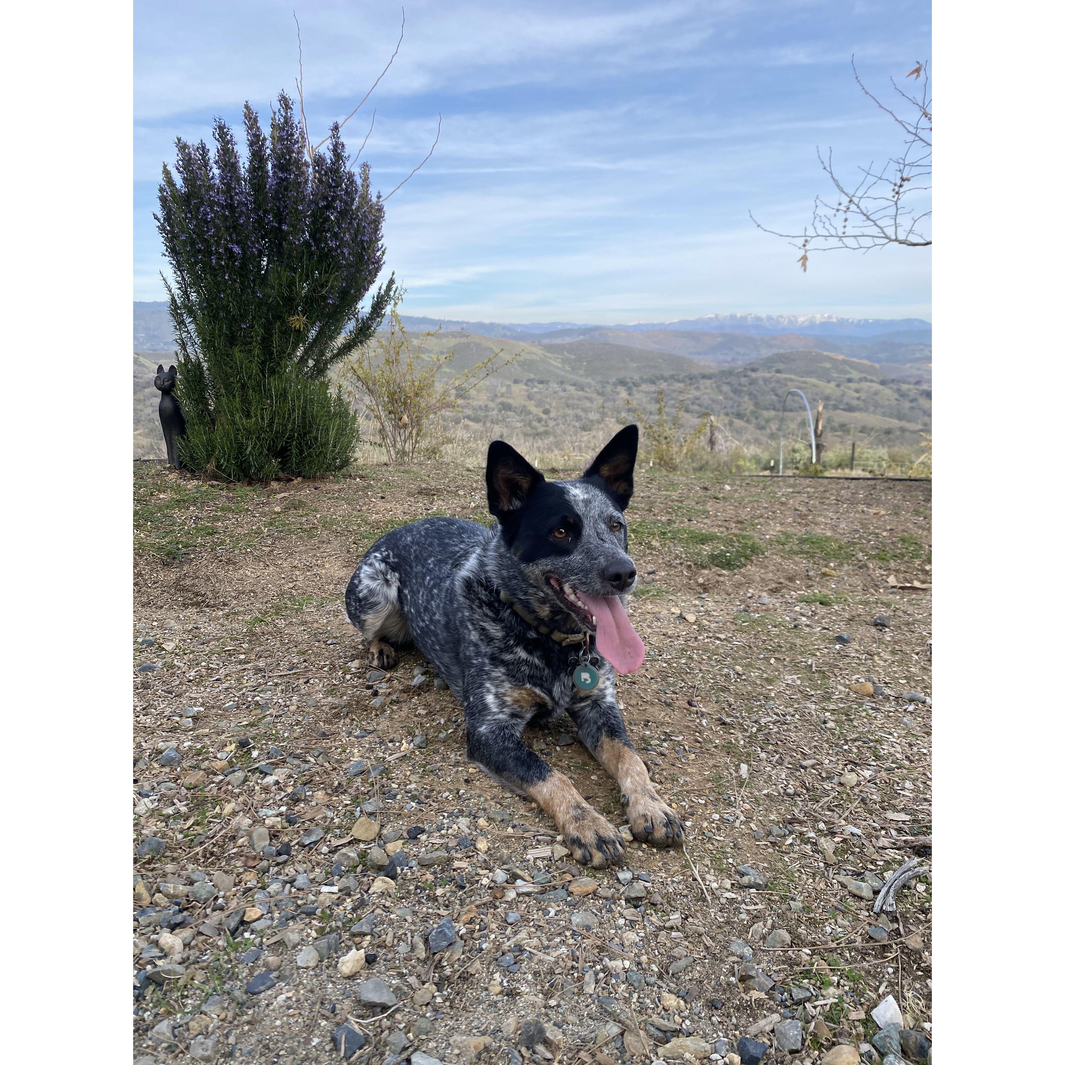 Lola is happiest playing fetch