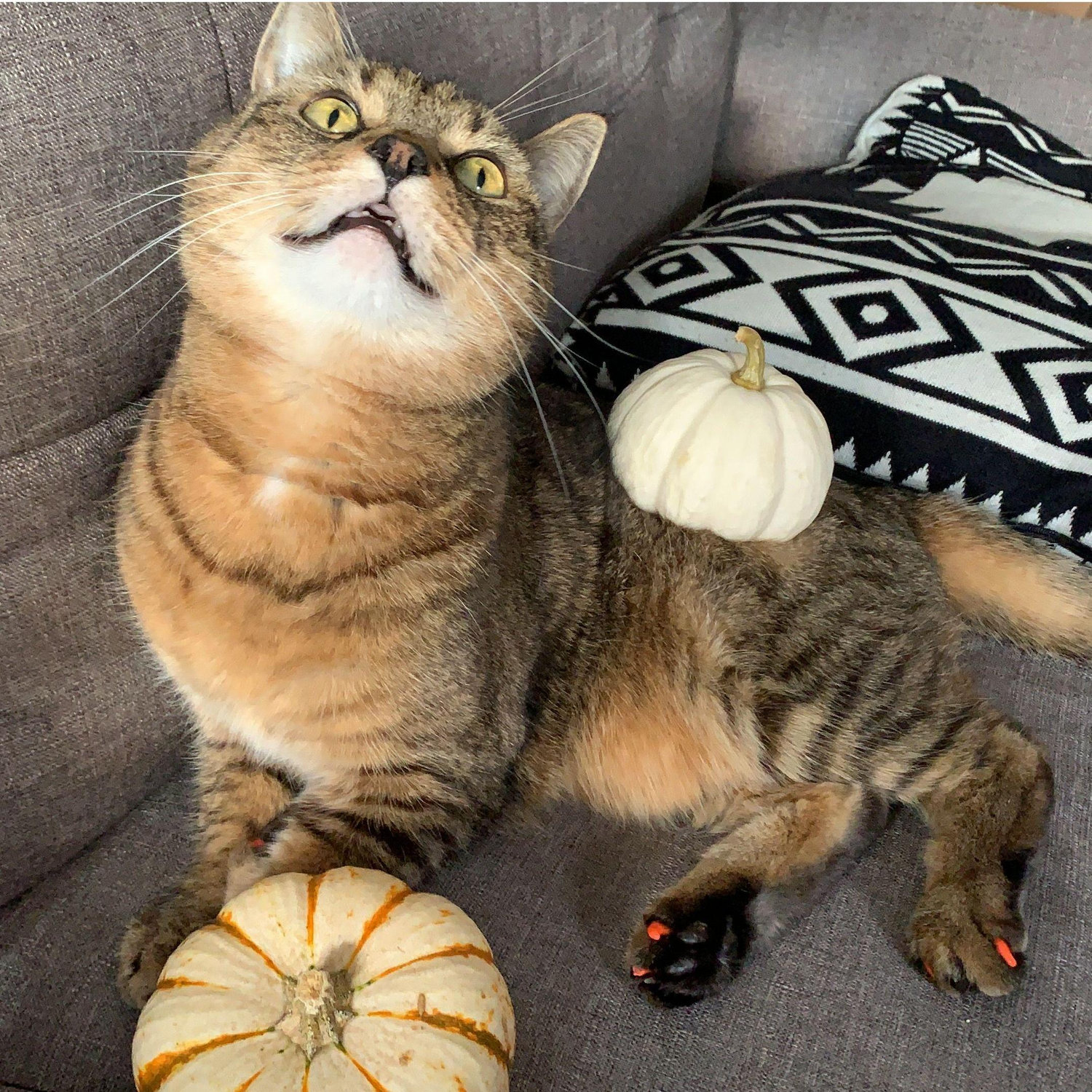 Tiger being spooky!